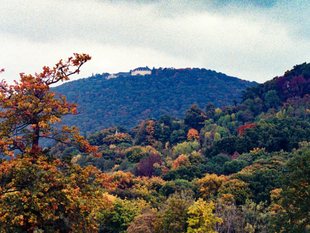 Blick auf einen herbstlich verfärbten Wald, Petersberg, Deutschland